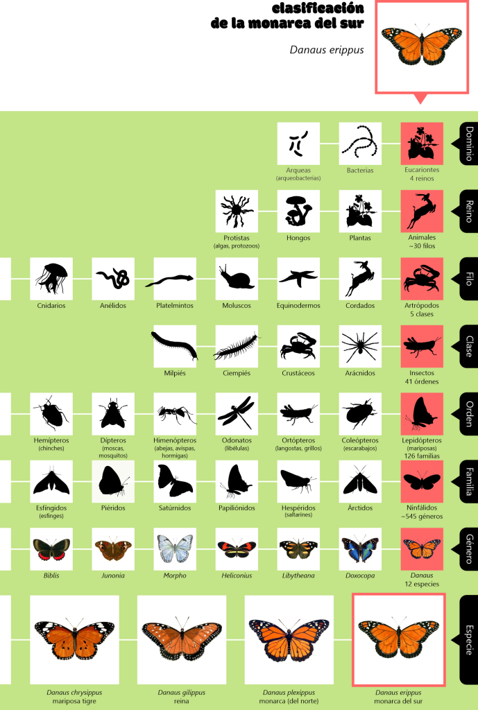 Taxonomic placing of the southern monarch butterfly (Danaus erippus)