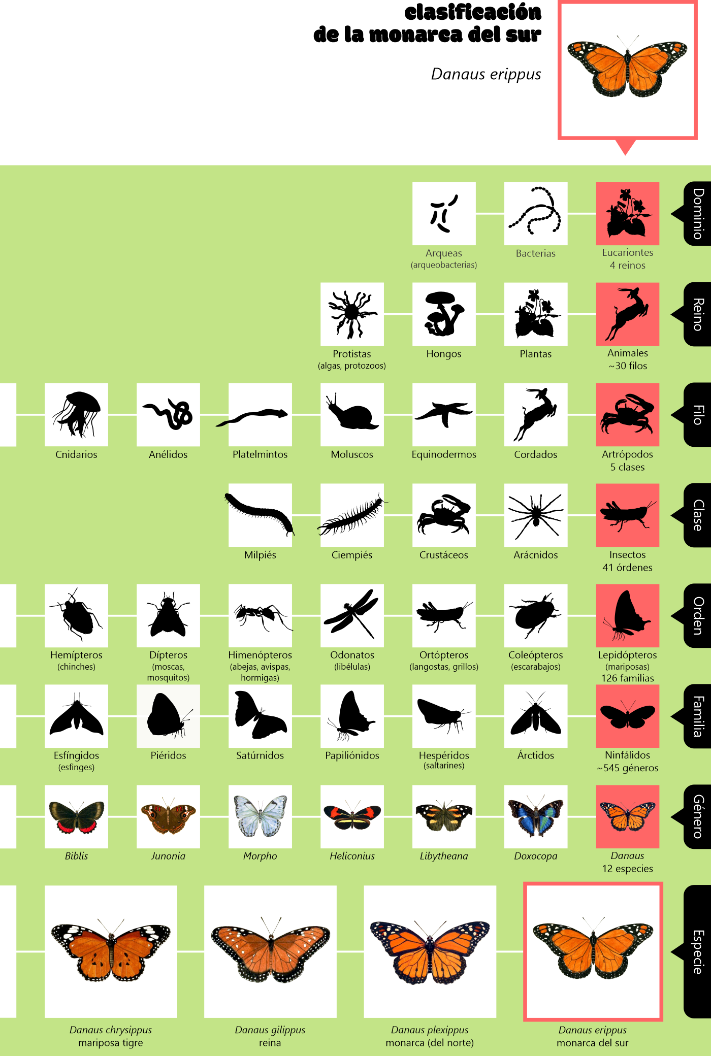 Taxonomic placing of the southern monarch butterfly (Danaus erippus)