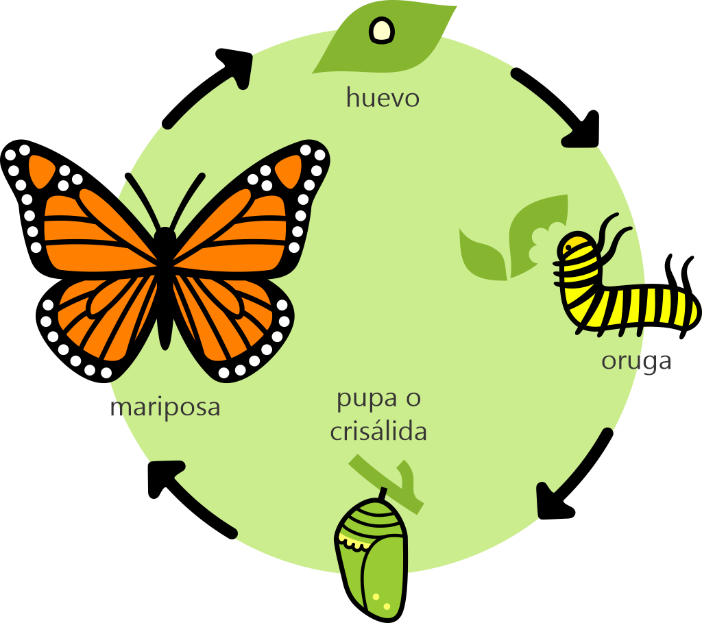 Life cycle of a butterfly, based on the southern monarch (Danaus erippus). Graphic made and placed in the public domain by Gabriela F. Ruellan.
