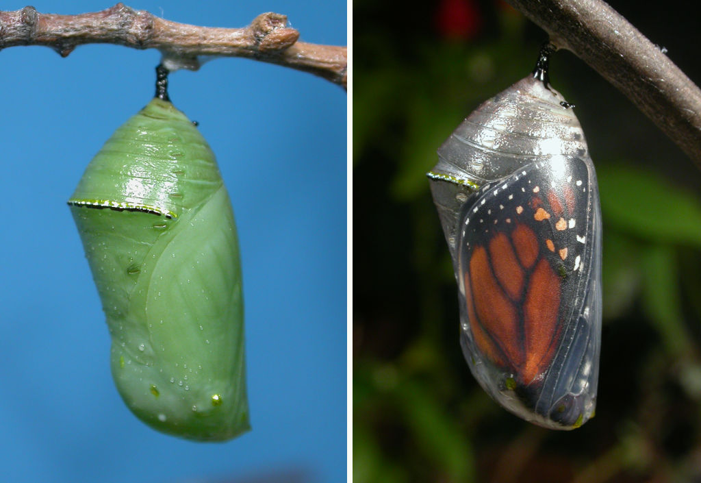 Danaus erippus chrysalis. Photo: Gabriela F. Ruellan.