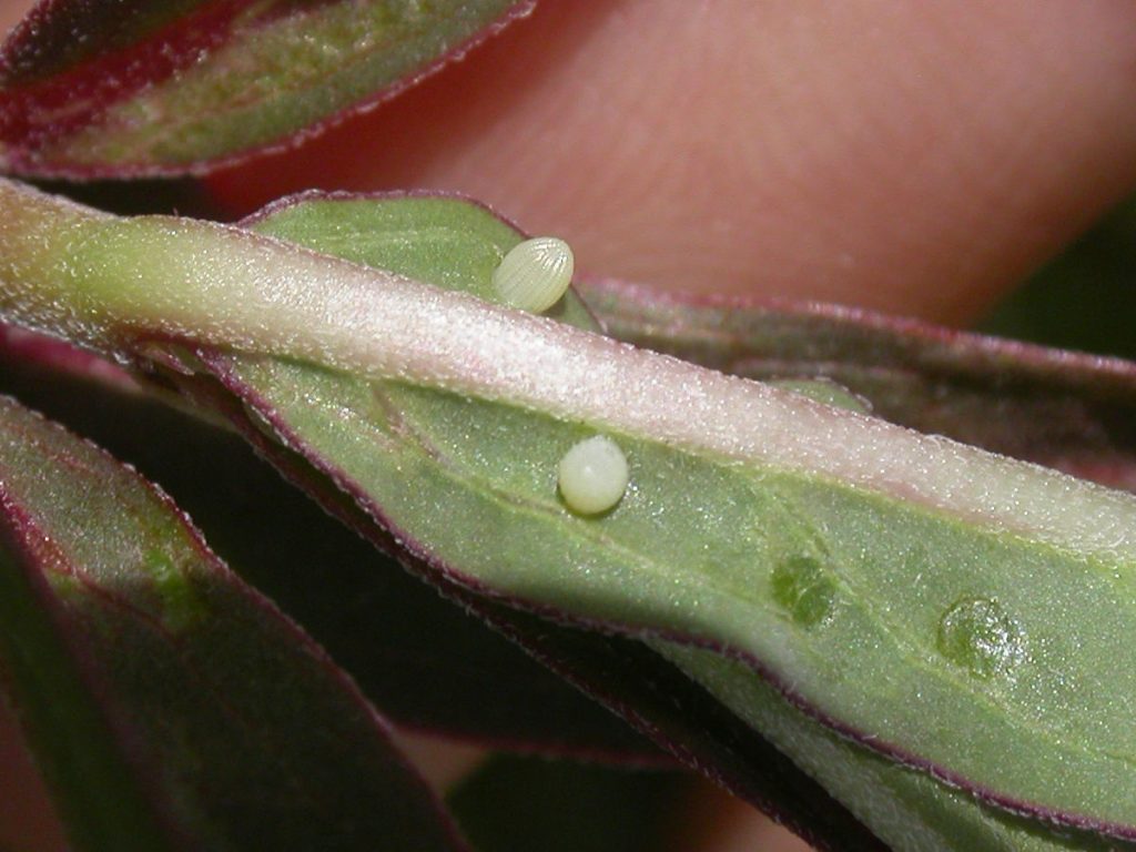 Danaus erippus eggs on the underside of an Asclepias mellodora leaf. Photo: Gabriela F. Ruellan.