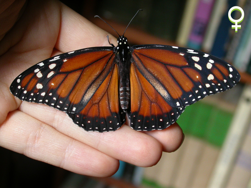 Female Danaus erippus butterfly. Photo: Gabriela F. Ruellan.