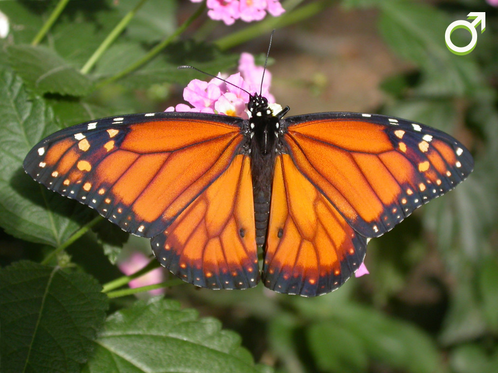 Male Danaus erippus butterfly. Photo: Gabriela F. Ruellan.