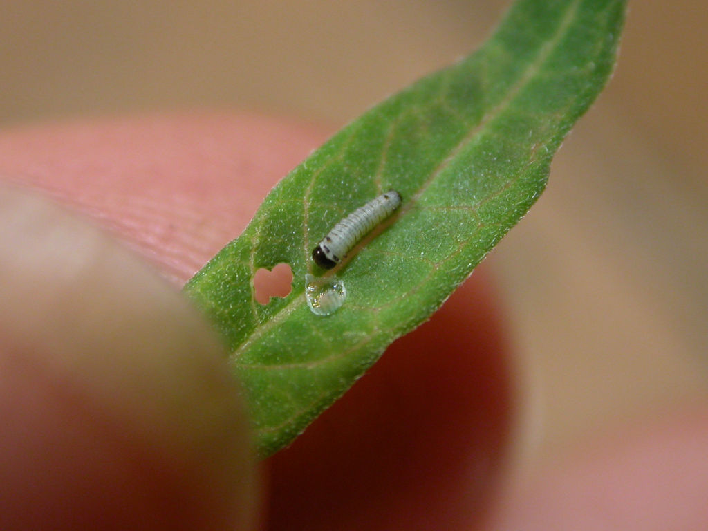 A newly eclosed Danaus erippus caterpillar has just taken its first bites from a milkweed leaf. Photo: Gabriela F. Ruellan.