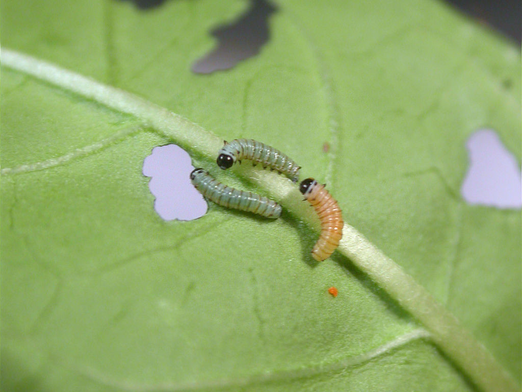First instar Danaus erippus caterpillars showing different colors due to diet. Photo: Gabriela F. Ruellan.