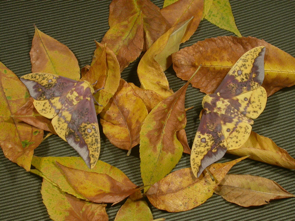 Eacles imperialis opaca moths (males), showing cryptic mimicry. Photo: Gabriela F. Ruellan.