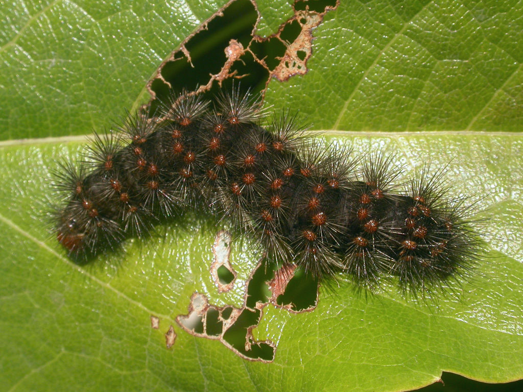 Hypercompe indecisa caterpillar. Photo: Gabriela F. Ruellan.