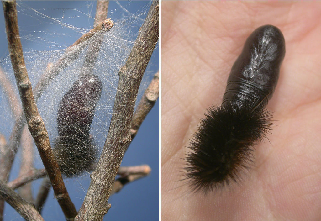 Hypercompe indecisa pupae, inside and outside their (loose) silk coccoon. Photos: Gabriela F. Ruellan.