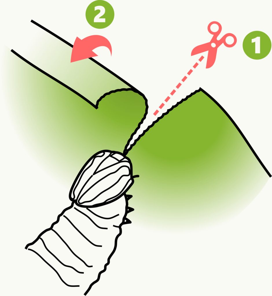 Method used by the caterpillar of Quinta cannae to build a shleter from a leaf of its host plant. Image: Gabriela F. Ruellan.