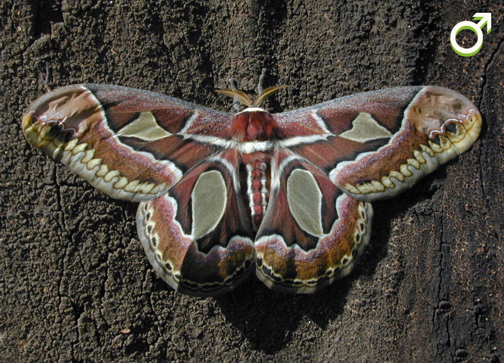 Rothschildia jacobaeae moth, male. Photo: Gabriela F. Ruellan.