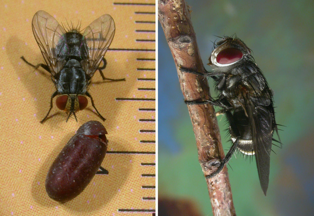 Tachinid flies, parasites of Danaus erippus (left) and of Automeris naranja (right). Photos: Gabriela F. Ruellan.