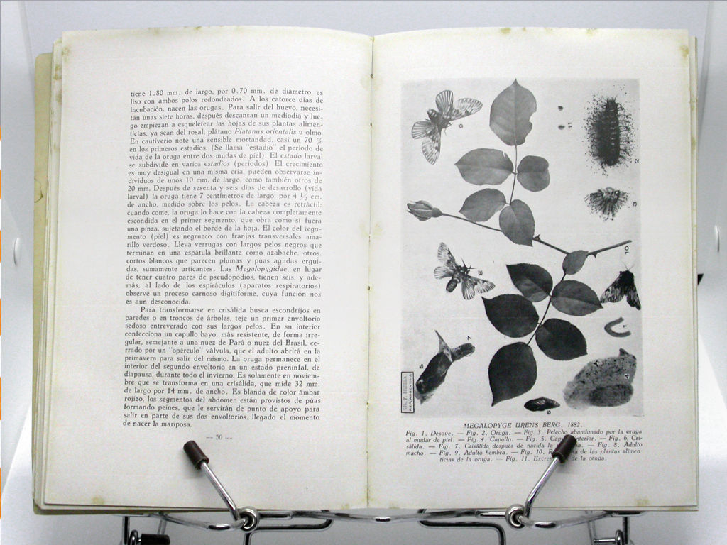 Page spread of the book "Mariposas argentinas. Vida, desarrollo, costumbres y hechos curiosos de algunos lepidópteros argentinos" (F. Bourquin, 1945)
