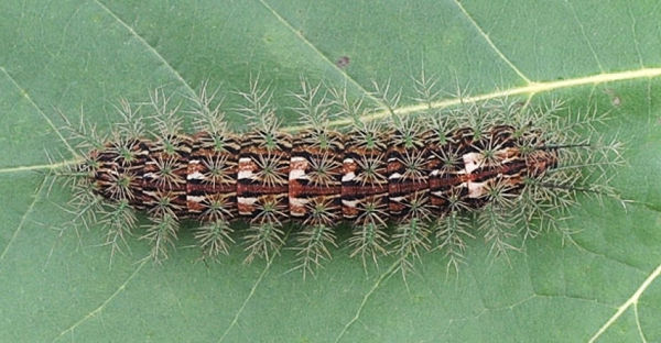 Lonomia obliqua caterpillar. Photo: Centro de Informações Toxicológicas de Santa Catarina (CIT/SC), brazil.