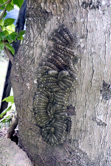 Lonomia obliqua caterpillar aggregation. Photo: Centro de Informações Toxicológicas de Santa Catarina (CIT/SC), Brazil.