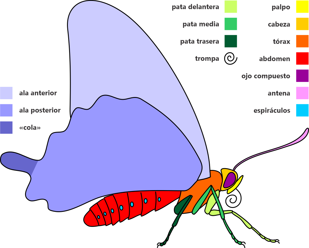 Parts of a butterfly, in Spanish. Graphic: Gabriela F. Ruellan.