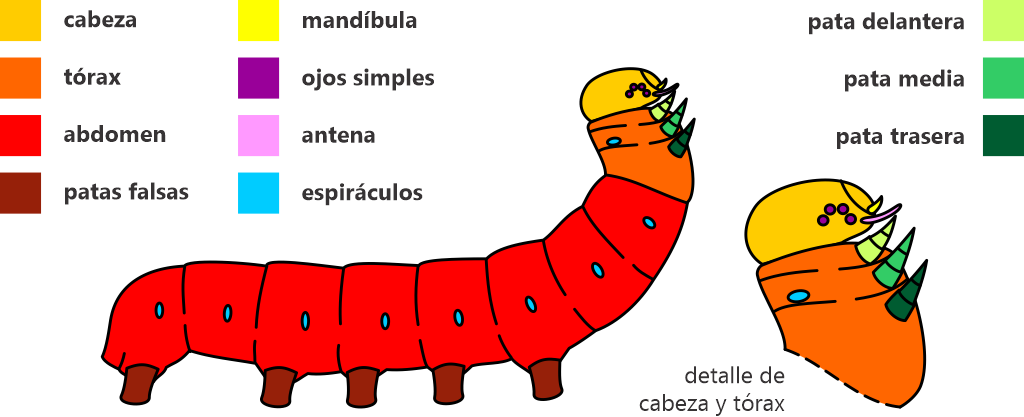 Parts of a caterpillar, in Spanish. Graphic: Gabriela F. Ruellan.