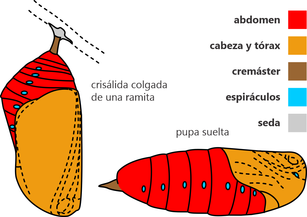 Parts of a lepidopteran pupa, in Spanish. Graphic: Gabriela F. Ruellan.