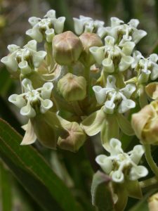 Flowers of Asclepias mellodora. Photo: Gabriela F. Ruellan.