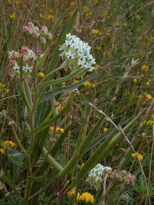 Asclepias mellodora plant, with flowers and seed pods. Photo: Gabriela F. Ruellan.