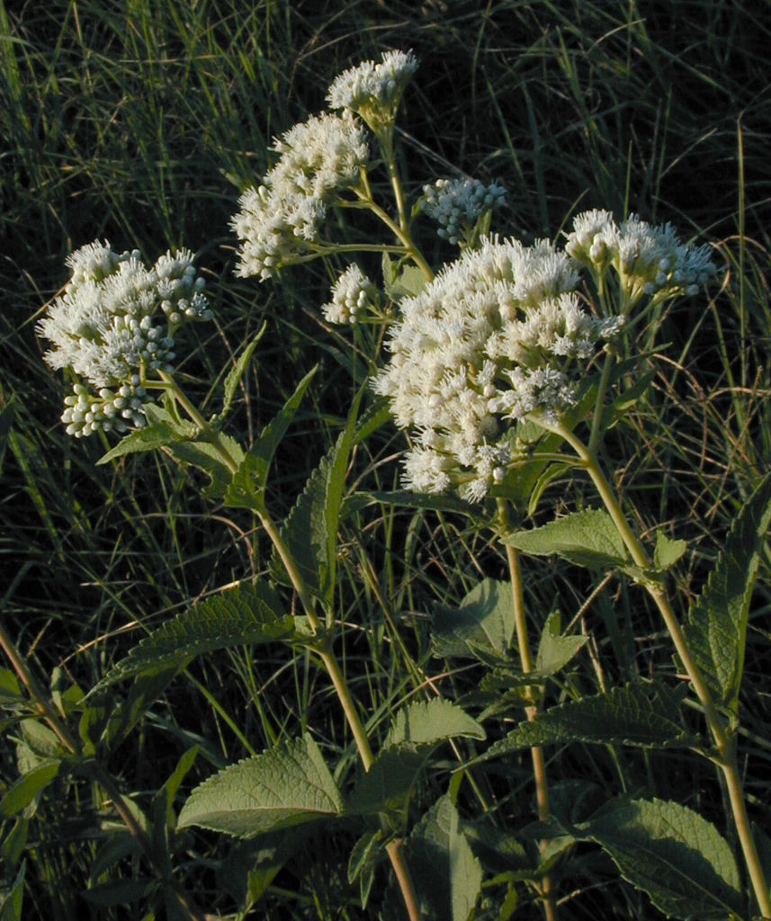 Austroeupatorium inulifolium. Photo: Gabriela F. Ruellan.