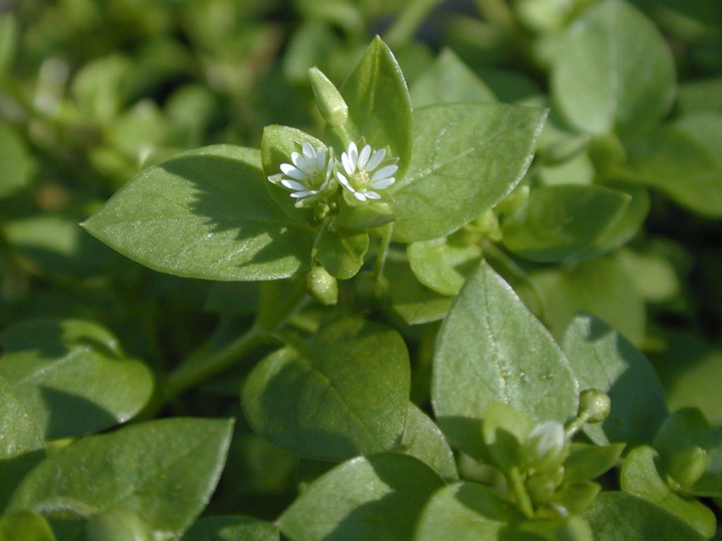 Stellaria media. Photo: Gabriela F. Ruellan.