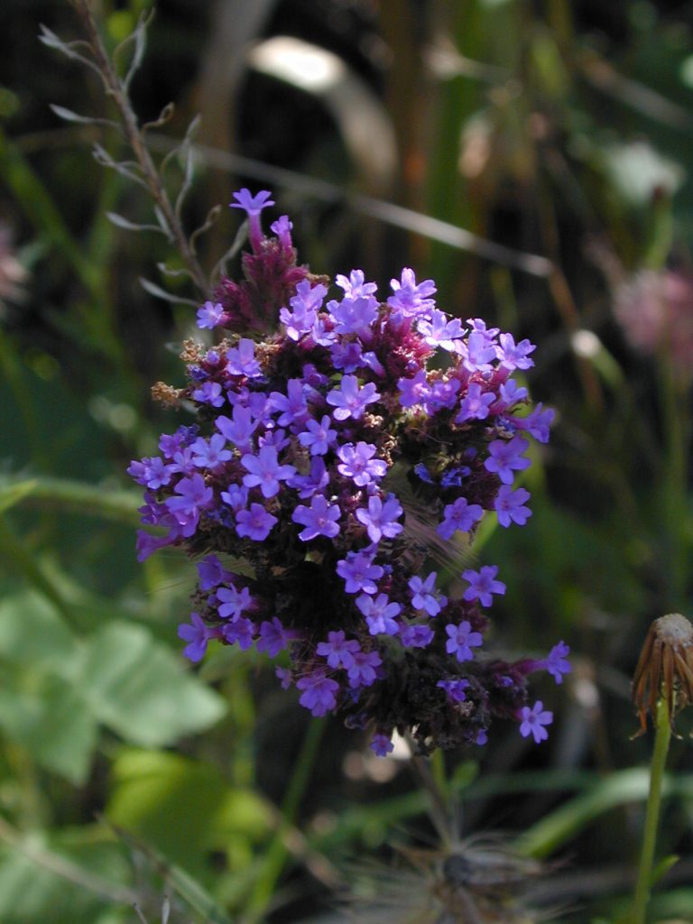 Flowers of Verbena bonariensis. Photo: Gabriela F. Ruellan.