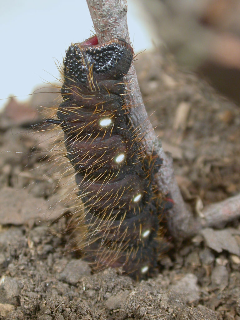 Eacles imperialis opaca caterpillar burrowing to pupate. Photo: Gabriela F. Ruellan.