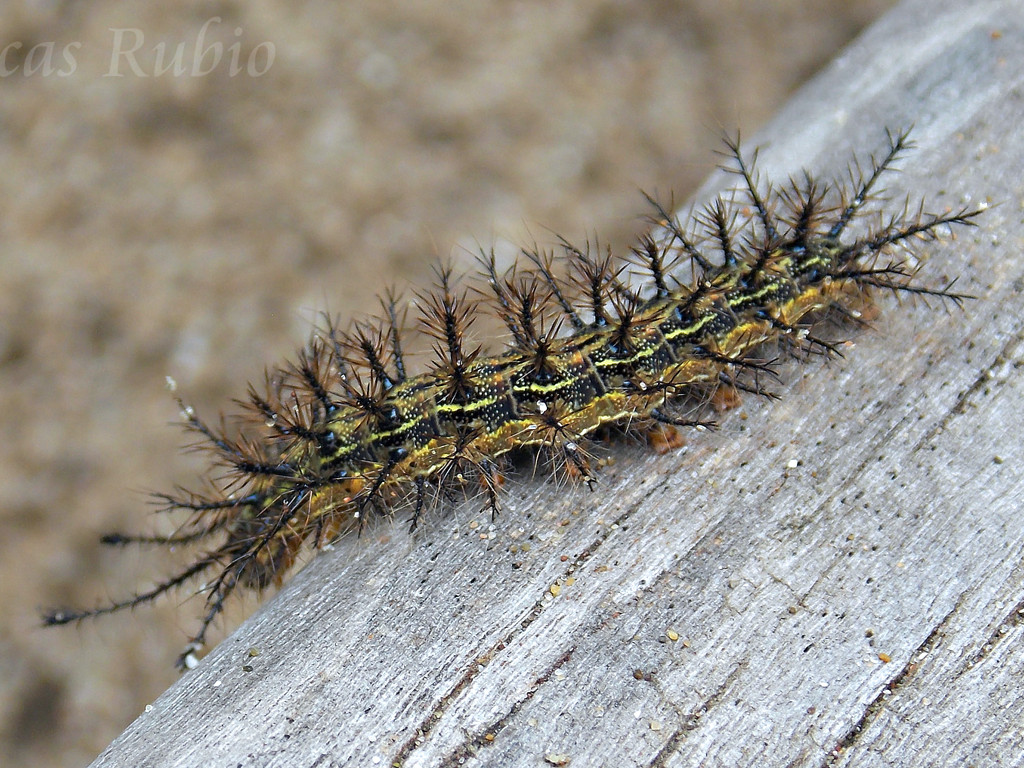 Hylesia nigricans caterpillar. Photo: Lucas Rubio.